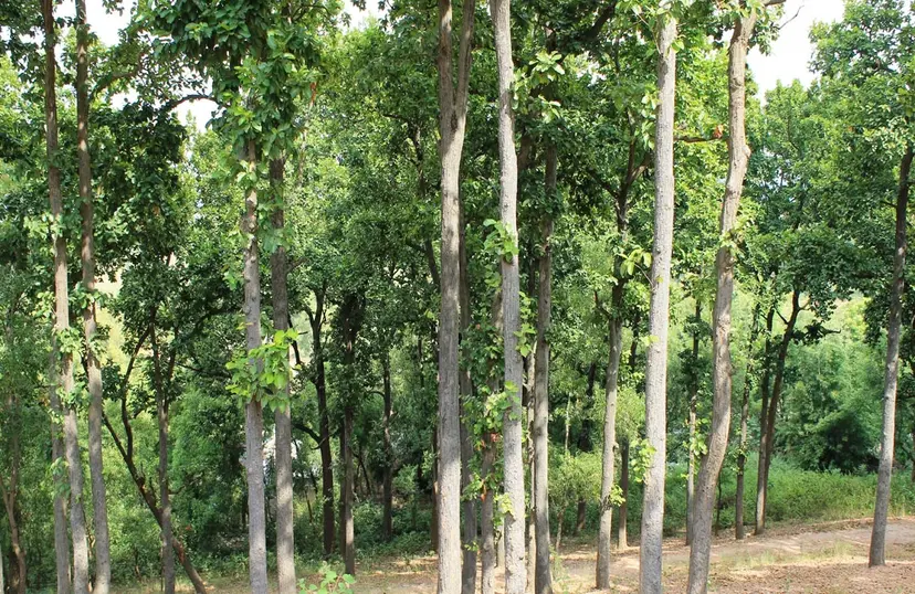 Phuldungri Hill