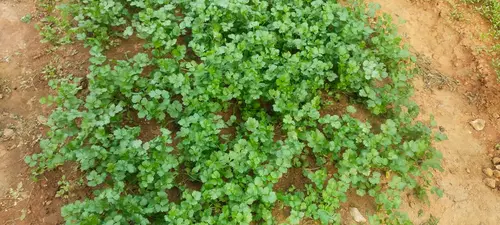 coriander