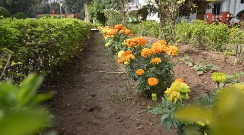 marigold